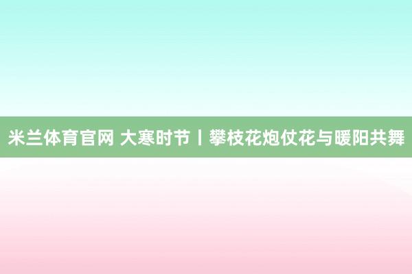 米兰体育官网 大寒时节丨攀枝花炮仗花与暖阳共舞
